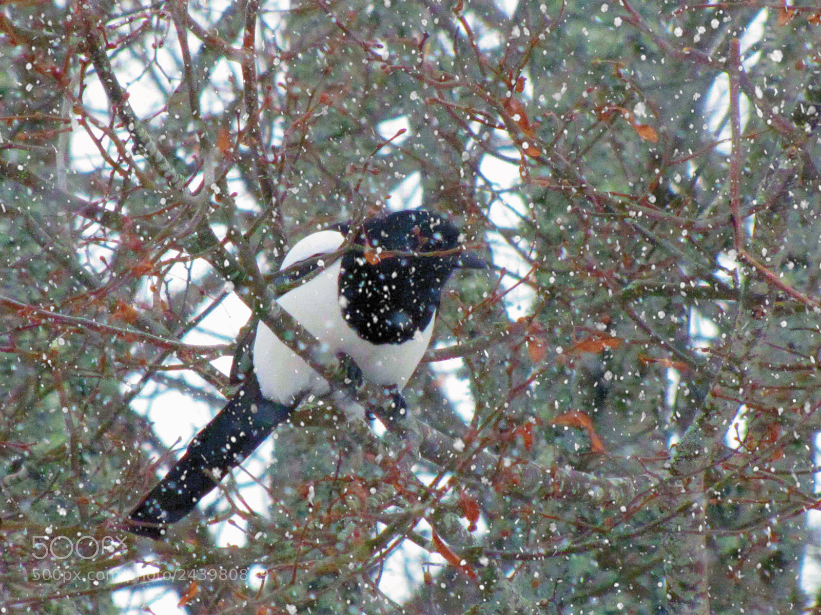Canon PowerShot SX20 IS sample photo. Pica pica r () photography