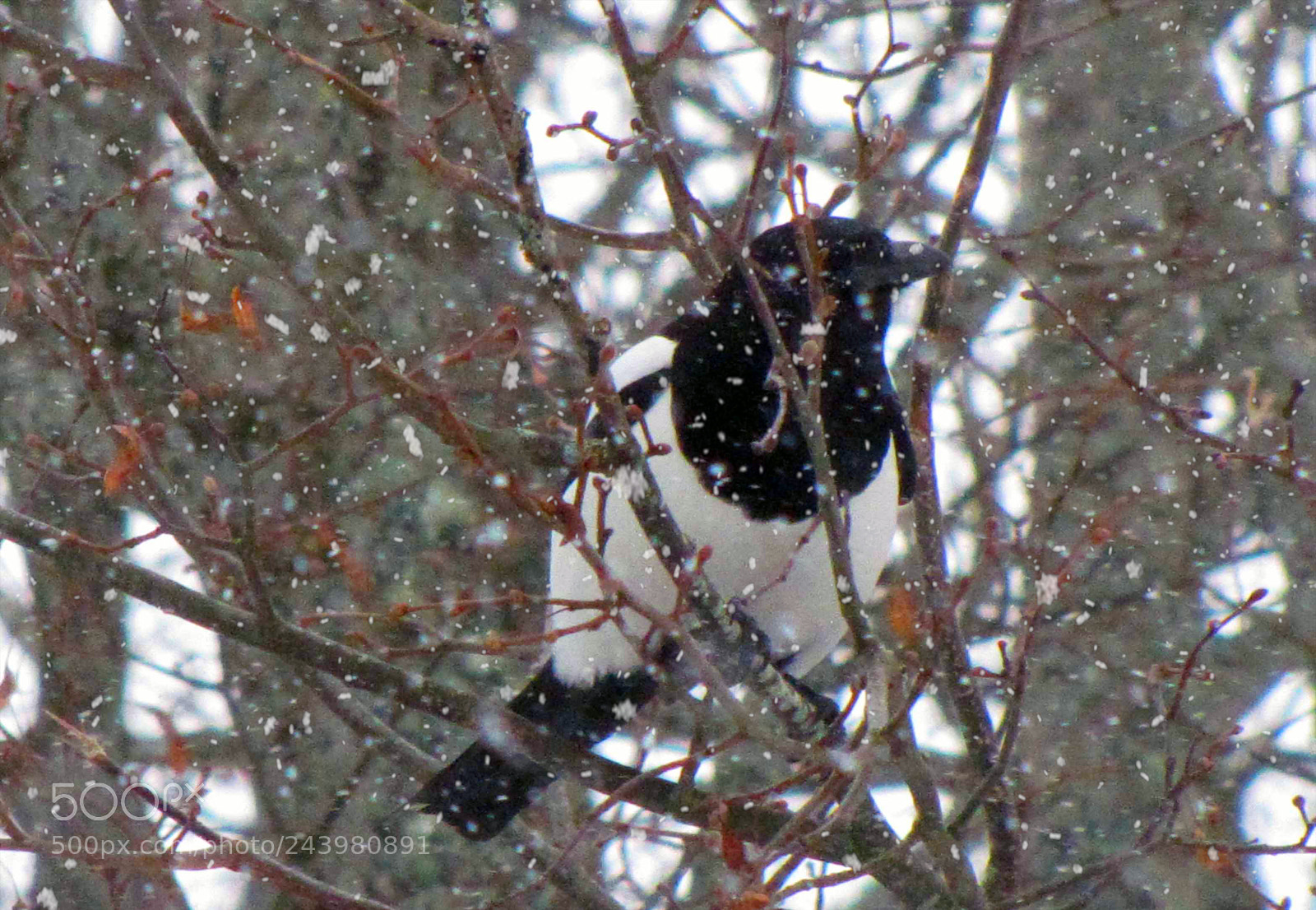 Canon PowerShot SX20 IS sample photo. Magpie photo shoot photography
