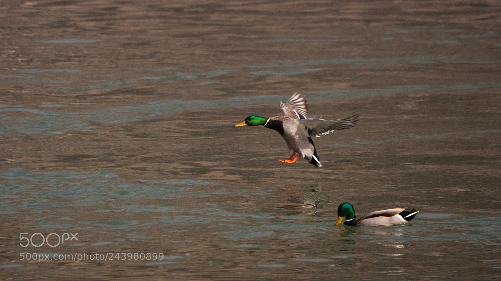Nikon D3X sample photo. Flying ducks fall photography