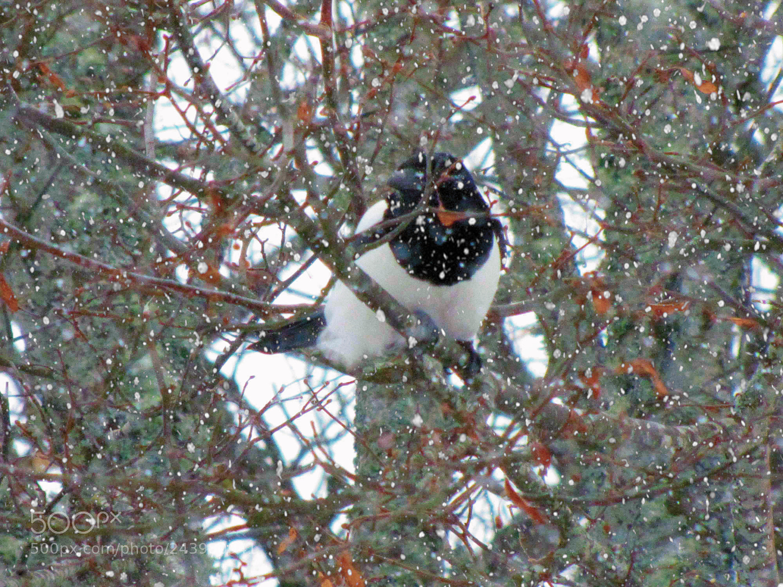 Canon PowerShot SX20 IS sample photo. Magpie photo shoot photography