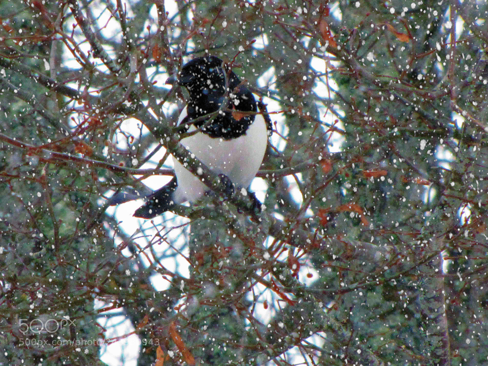Canon PowerShot SX20 IS sample photo. Magpie photo shoot photography