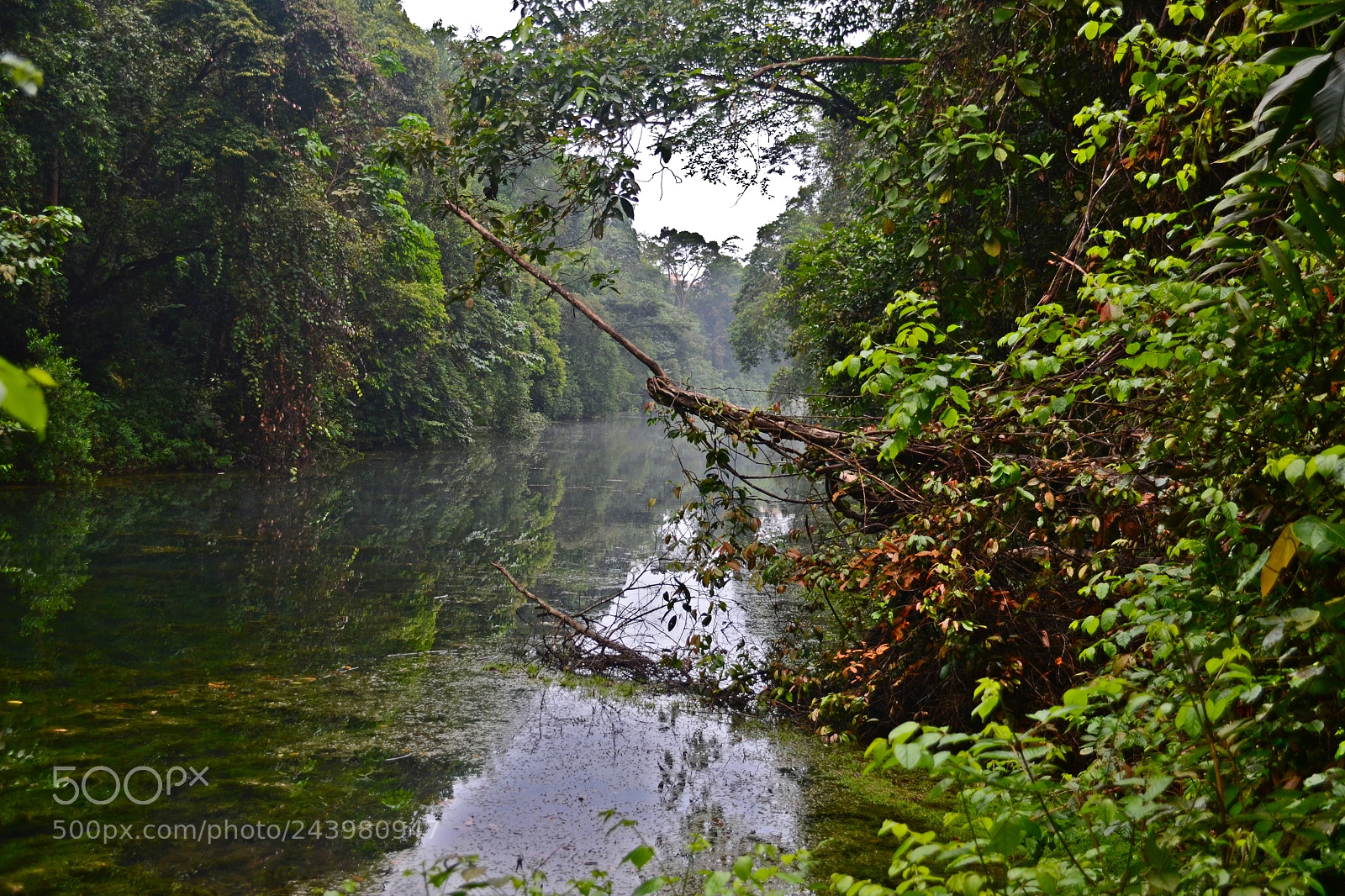 Nikon D3100 sample photo. Jungle in singapore photography