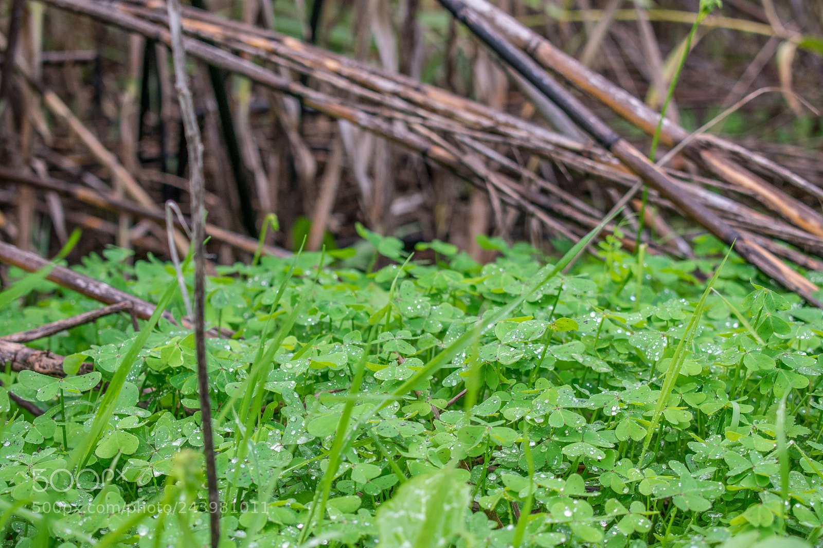 Nikon D3400 sample photo. It's raining!!! photography