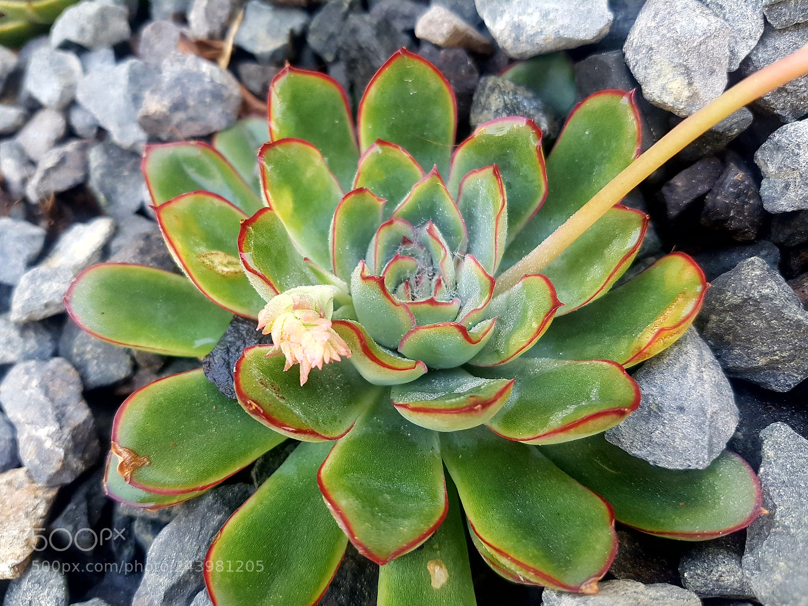 Samsung Galaxy S7 sample photo. Untitled photography