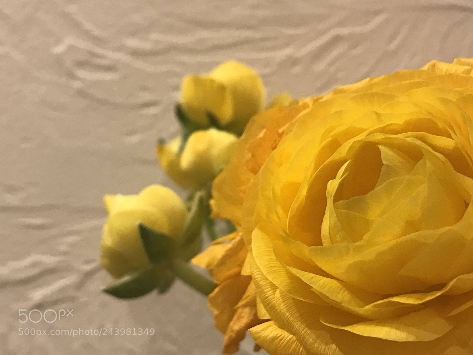 Apple iPhone 7 Plus sample photo. Night beauties by the photography