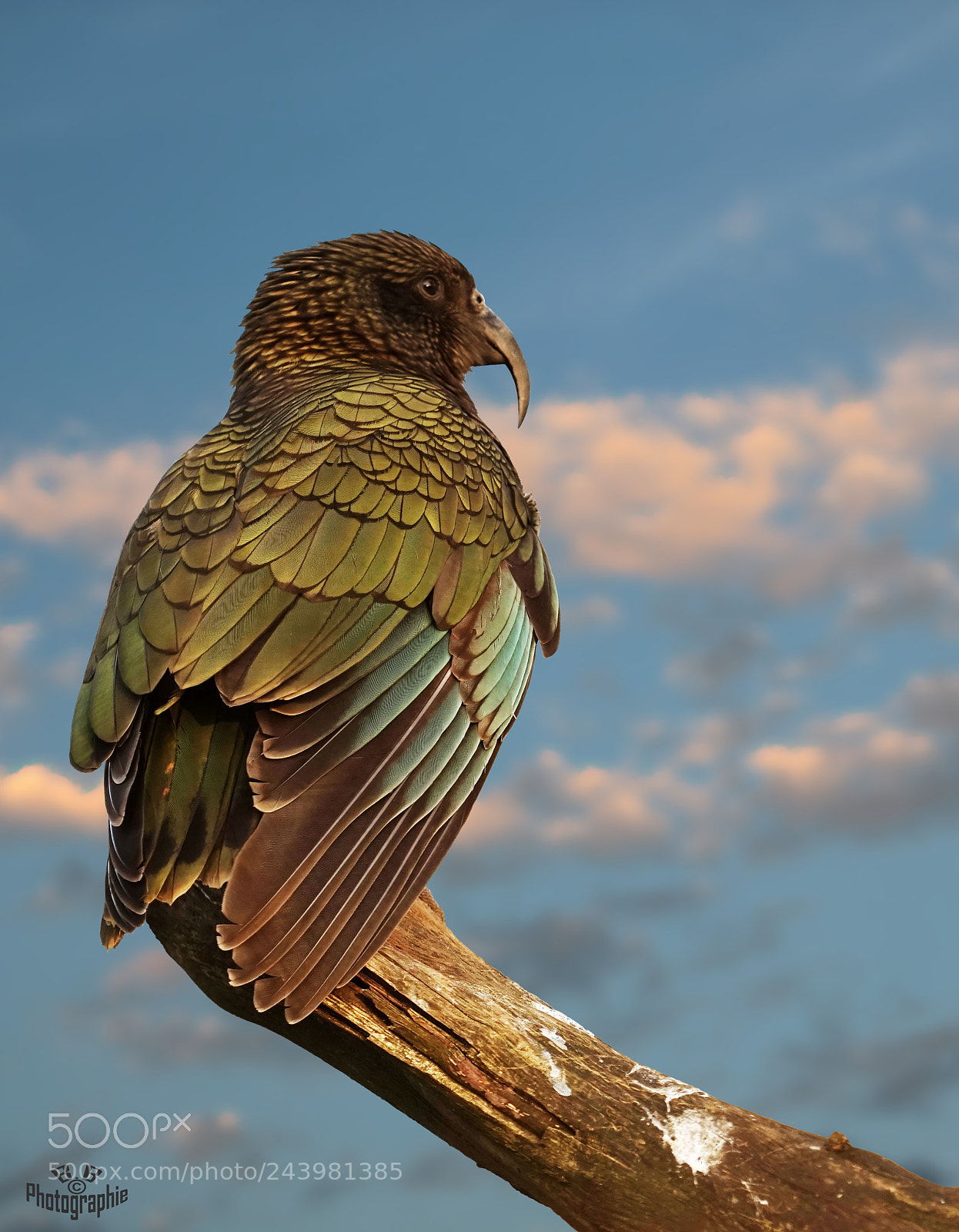 Sony a7 sample photo. Kea photography