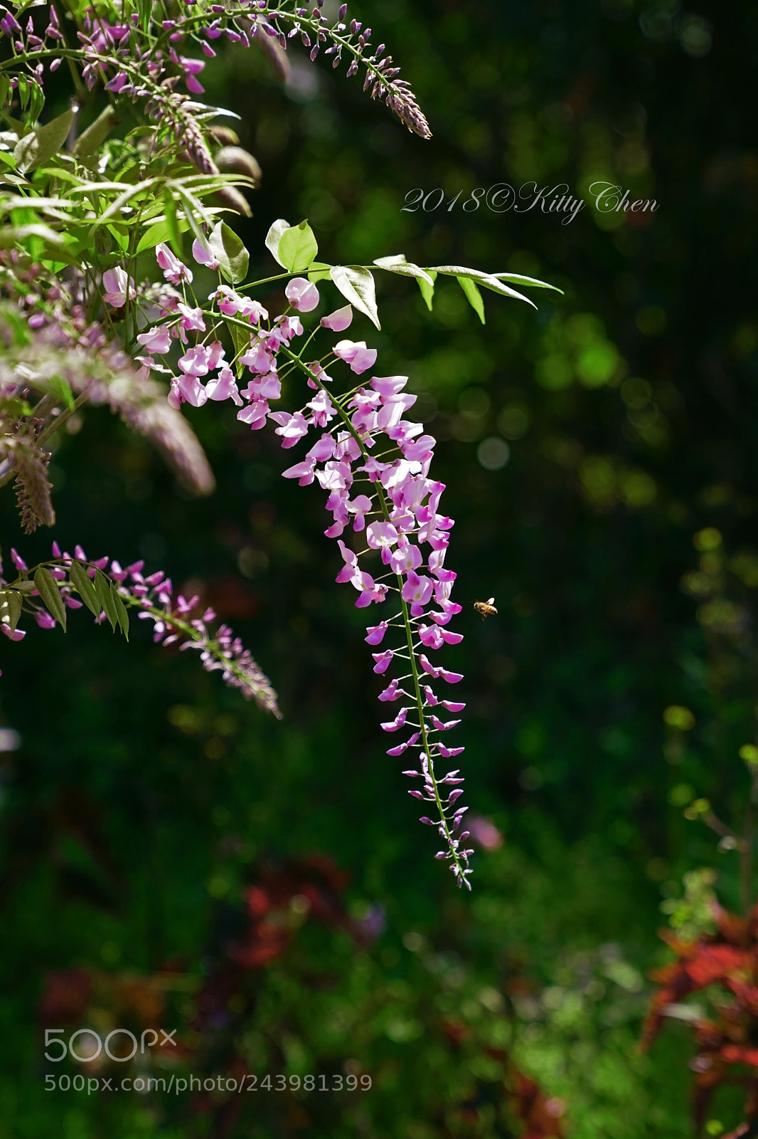 Sony a7R II sample photo. Blooming wisteria photography