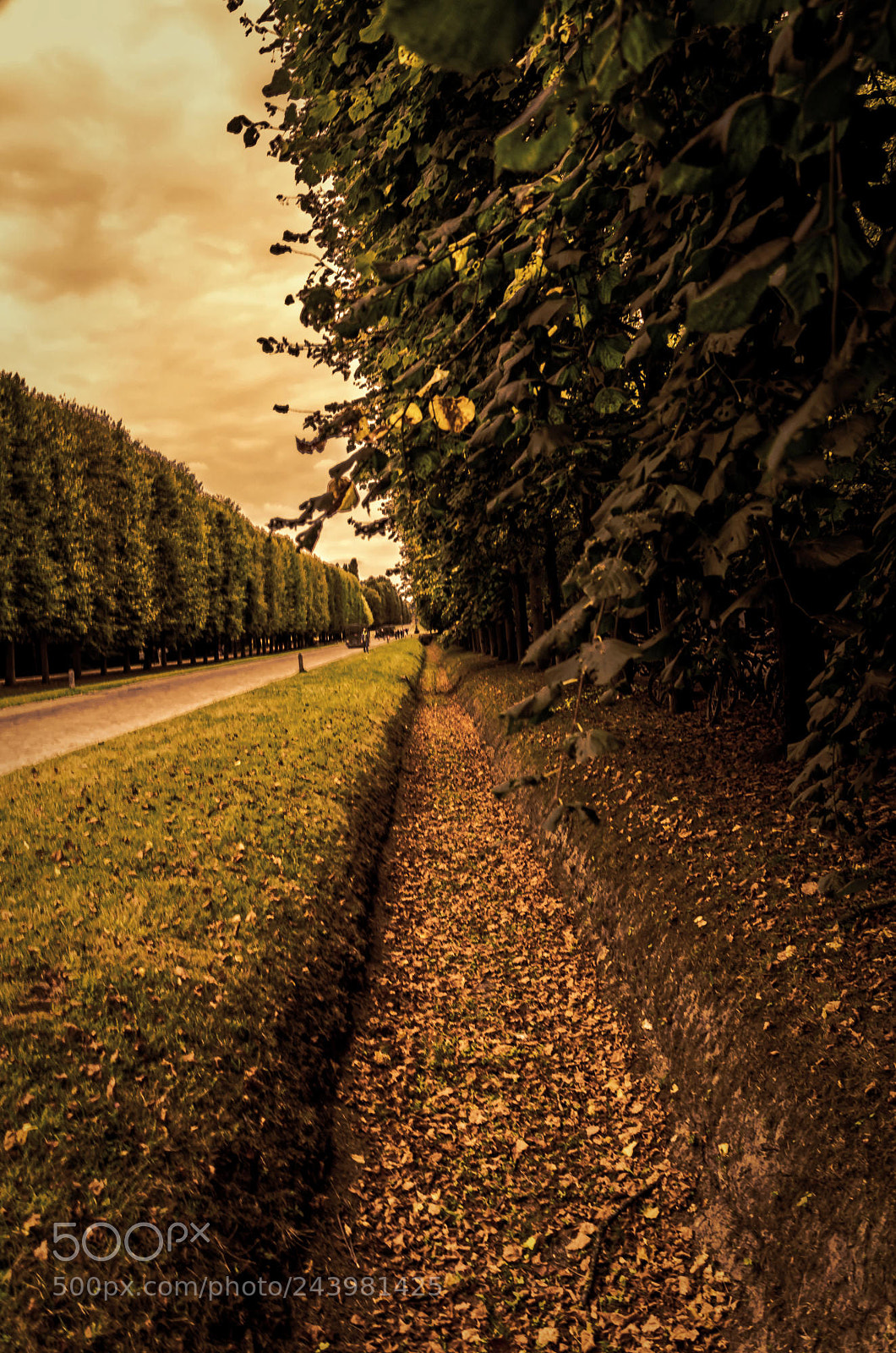 Pentax K-5 sample photo. Fallen leaves photography