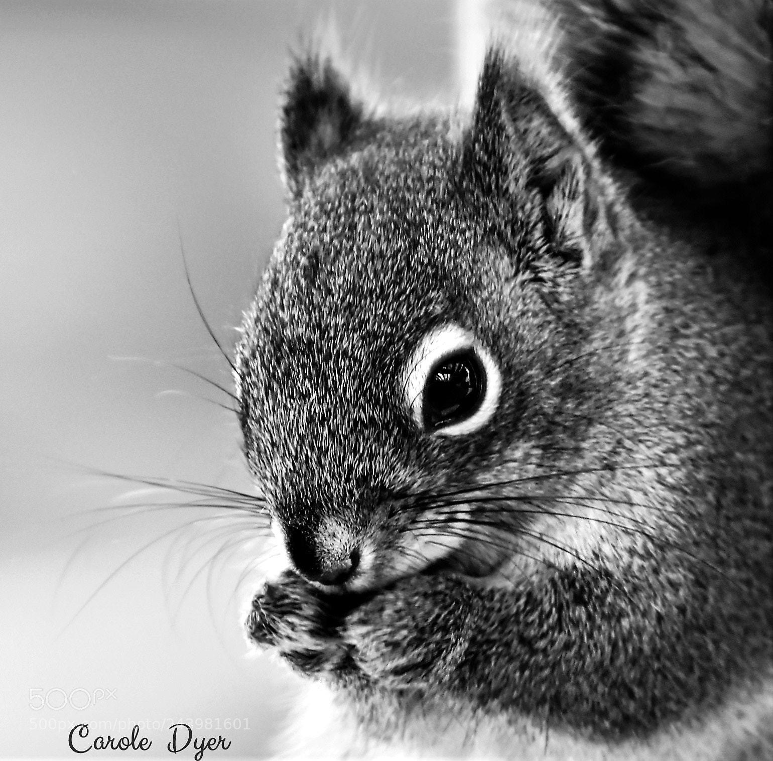 Nikon D5600 sample photo. Squirrel portrait photography