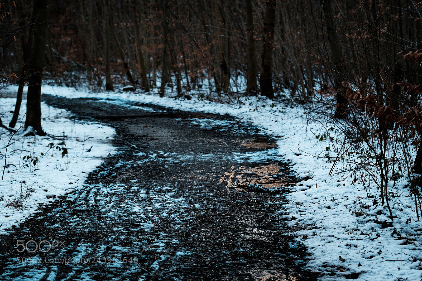Fujifilm X-T1 sample photo. The golden winter path photography
