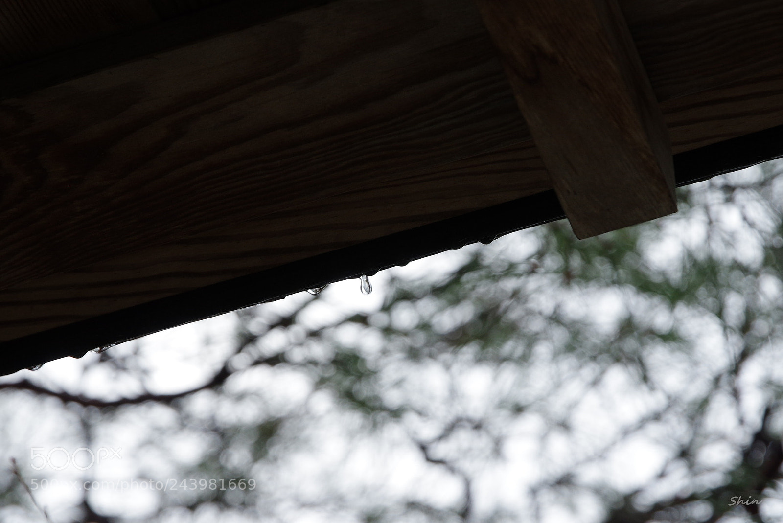 Pentax K-3 II sample photo. Drops of snow melting photography