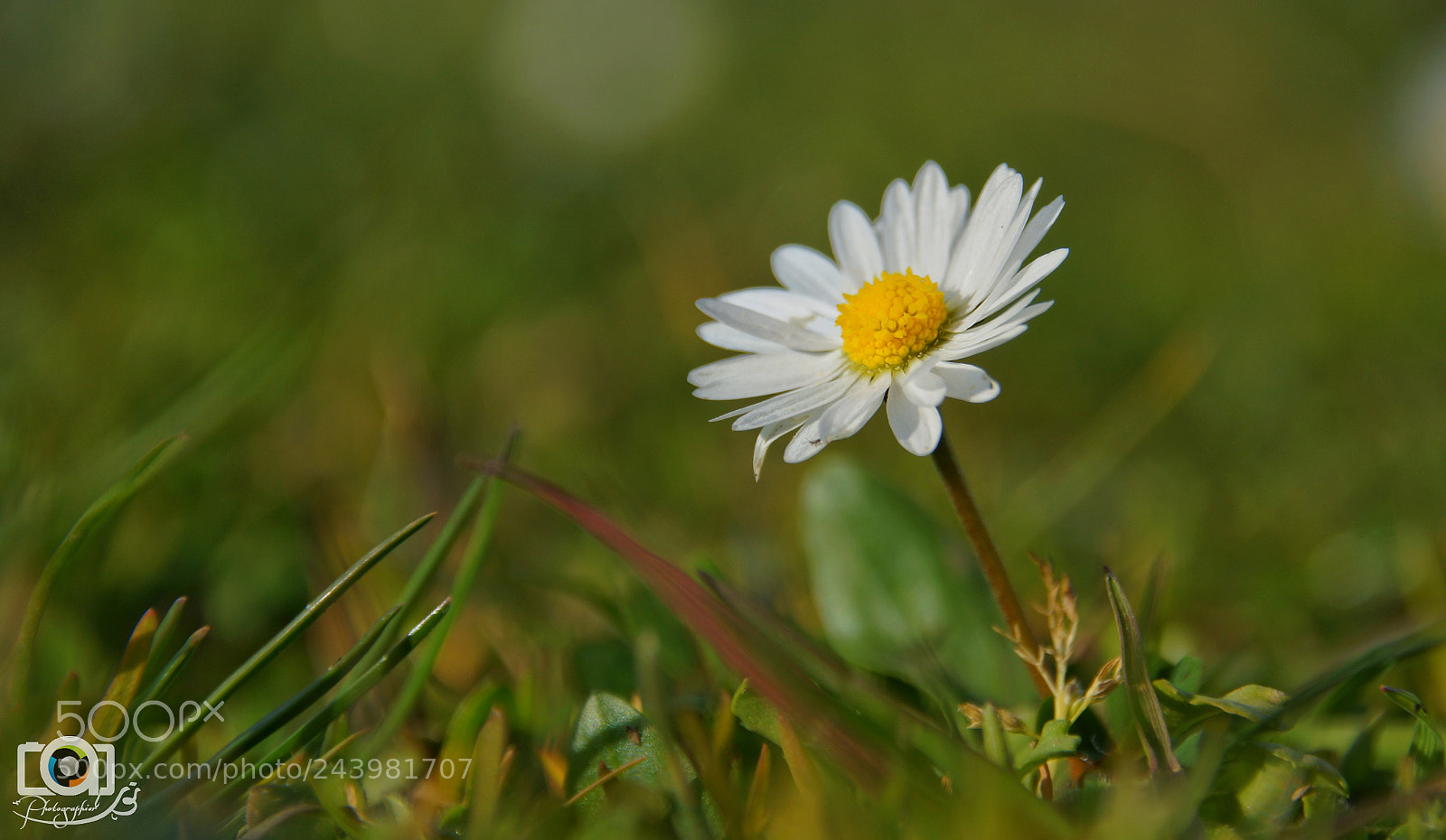Sony SLT-A77 sample photo. Spring flower photography