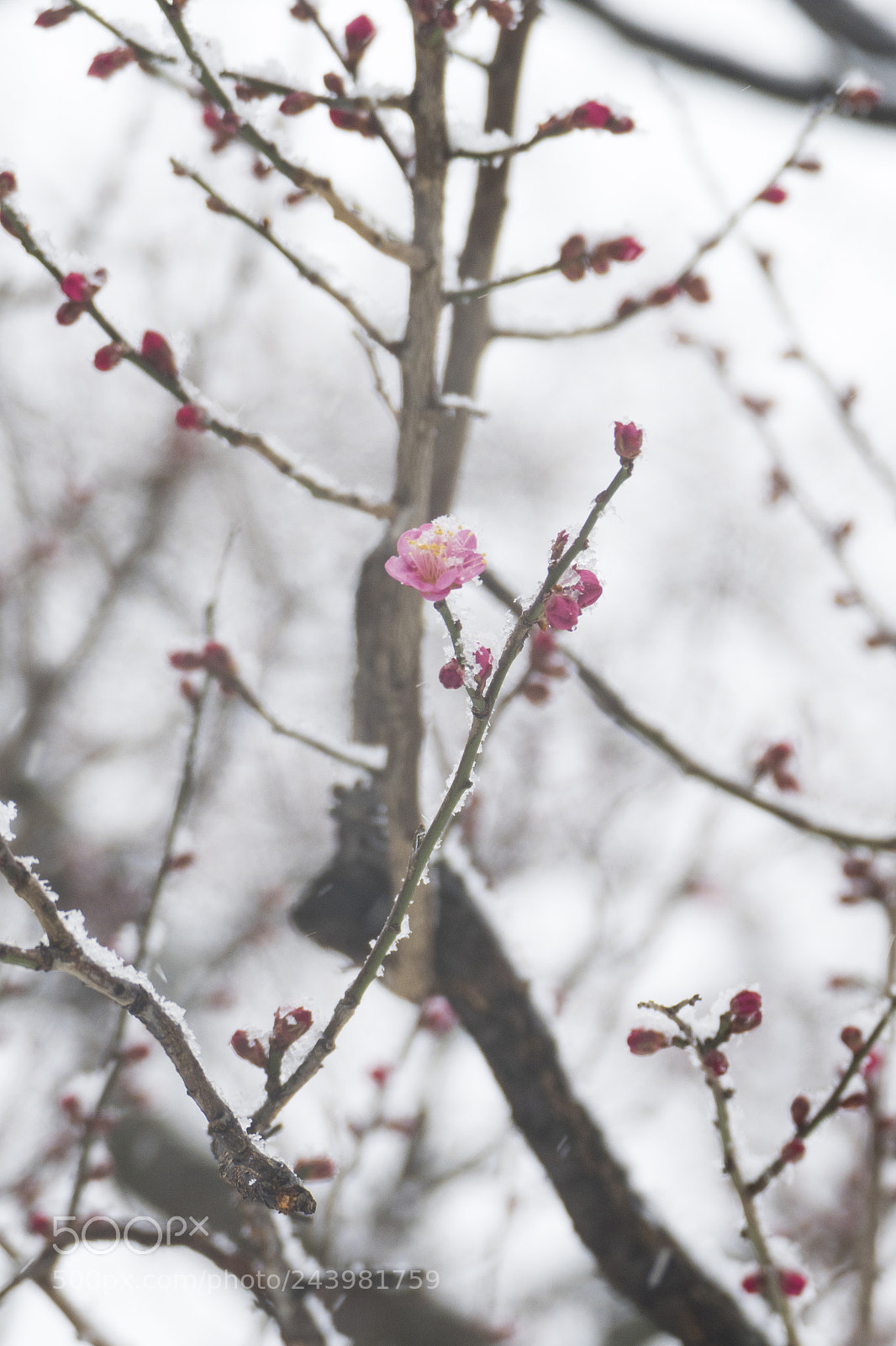 Panasonic Lumix DMC-FZ1000 sample photo. Snow and blooming 2 photography