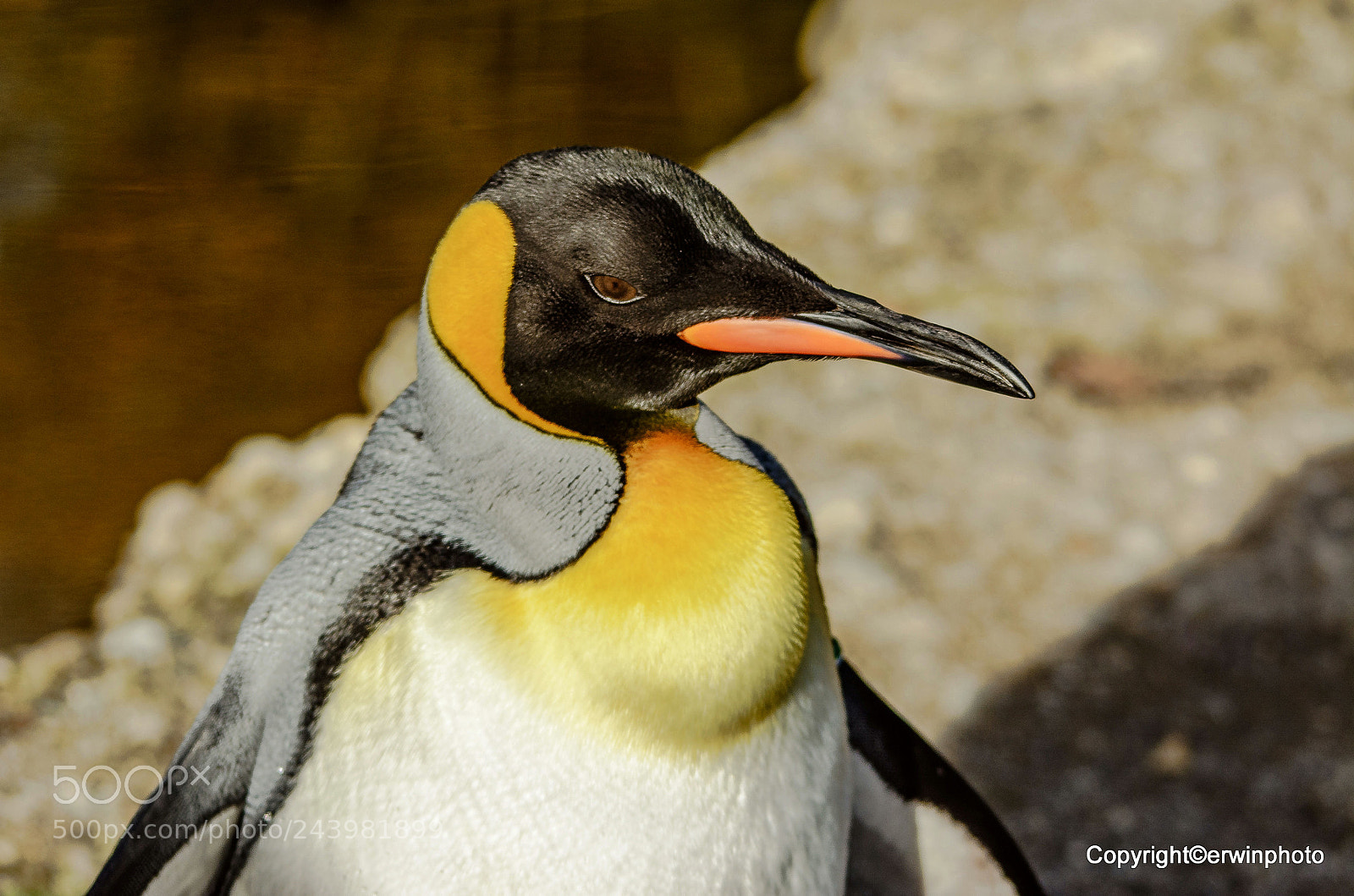 Nikon D7100 sample photo. Pinguin photography
