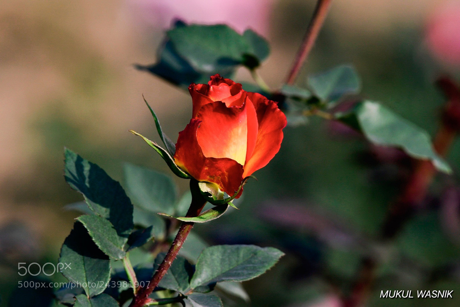 Nikon D500 sample photo. Delhi rose photography