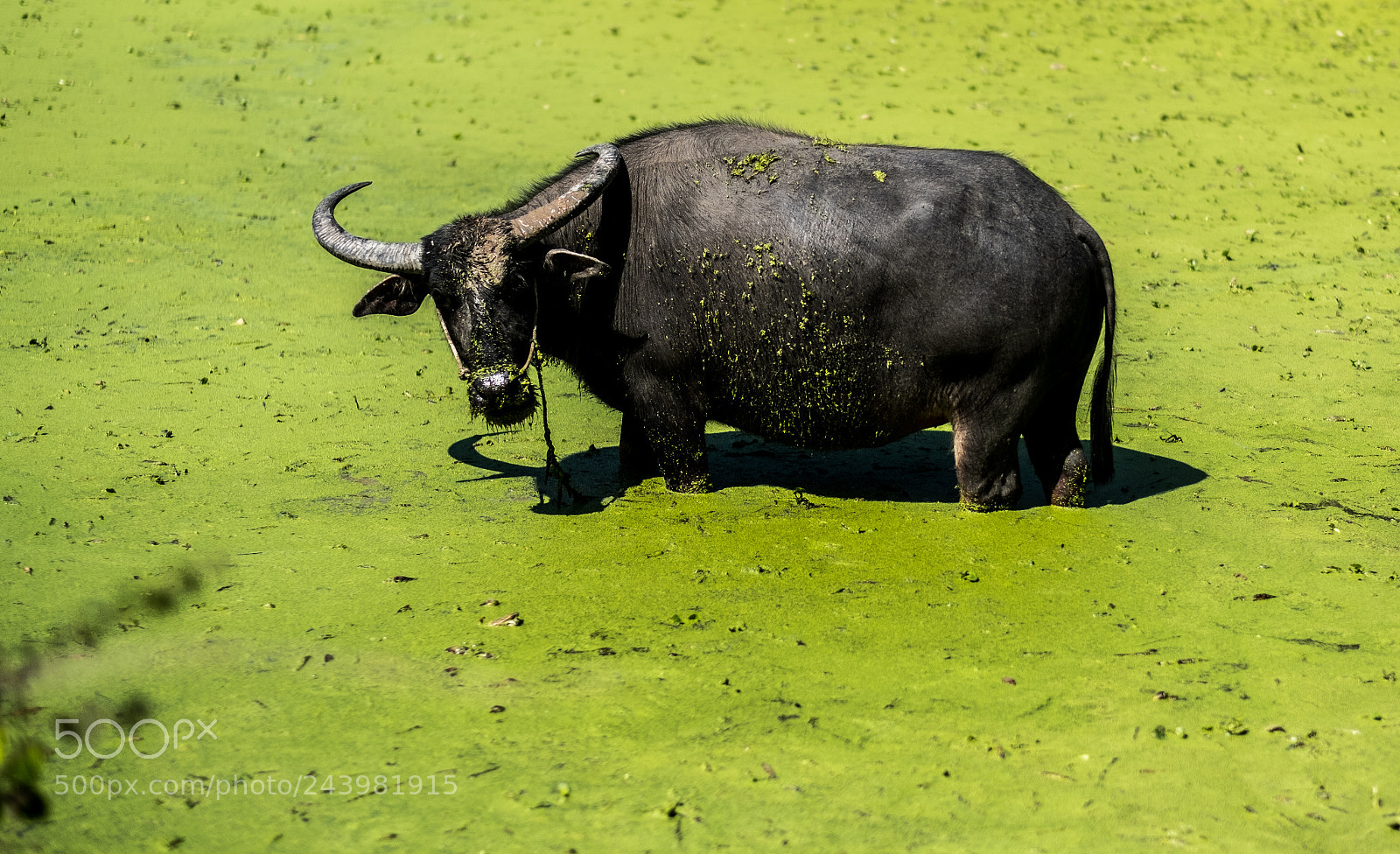 Fujifilm X-T2 sample photo. .buffalo green. photography