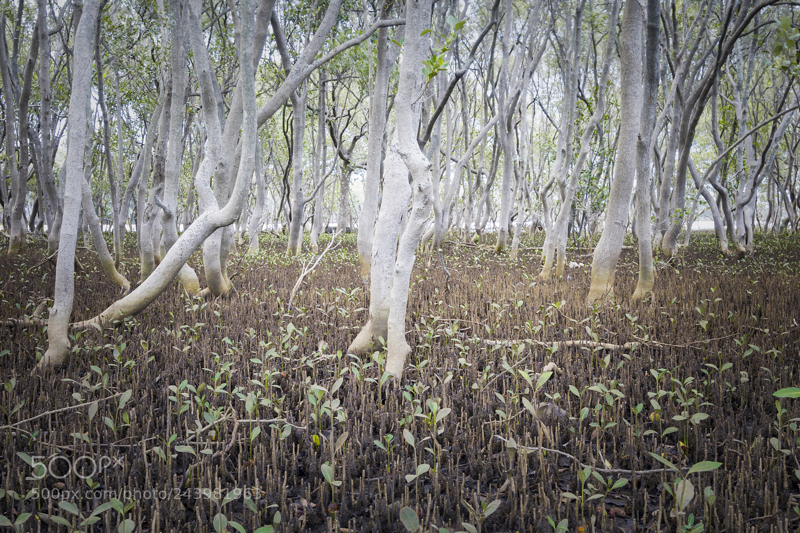 Sony a7 sample photo. Mangroves photography