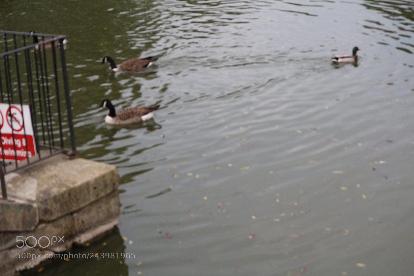 Canon EOS 650D (EOS Rebel T4i / EOS Kiss X6i) sample photo. Img photography