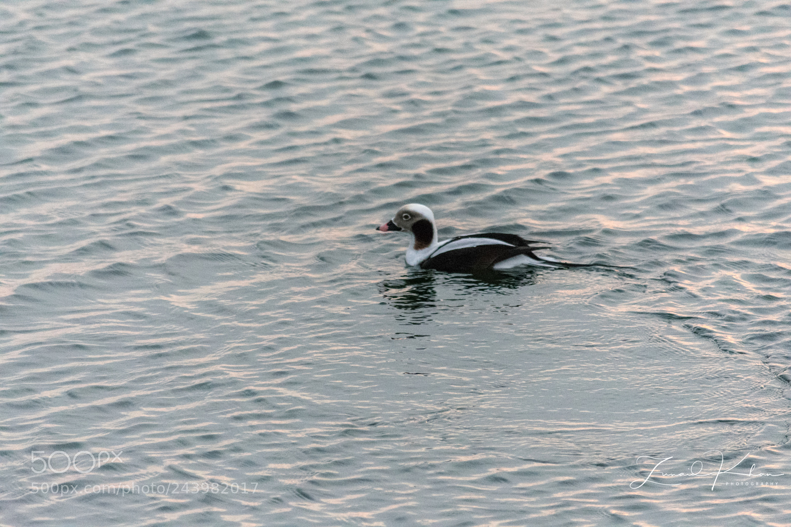 Nikon D3400 sample photo. Long tail duck photography