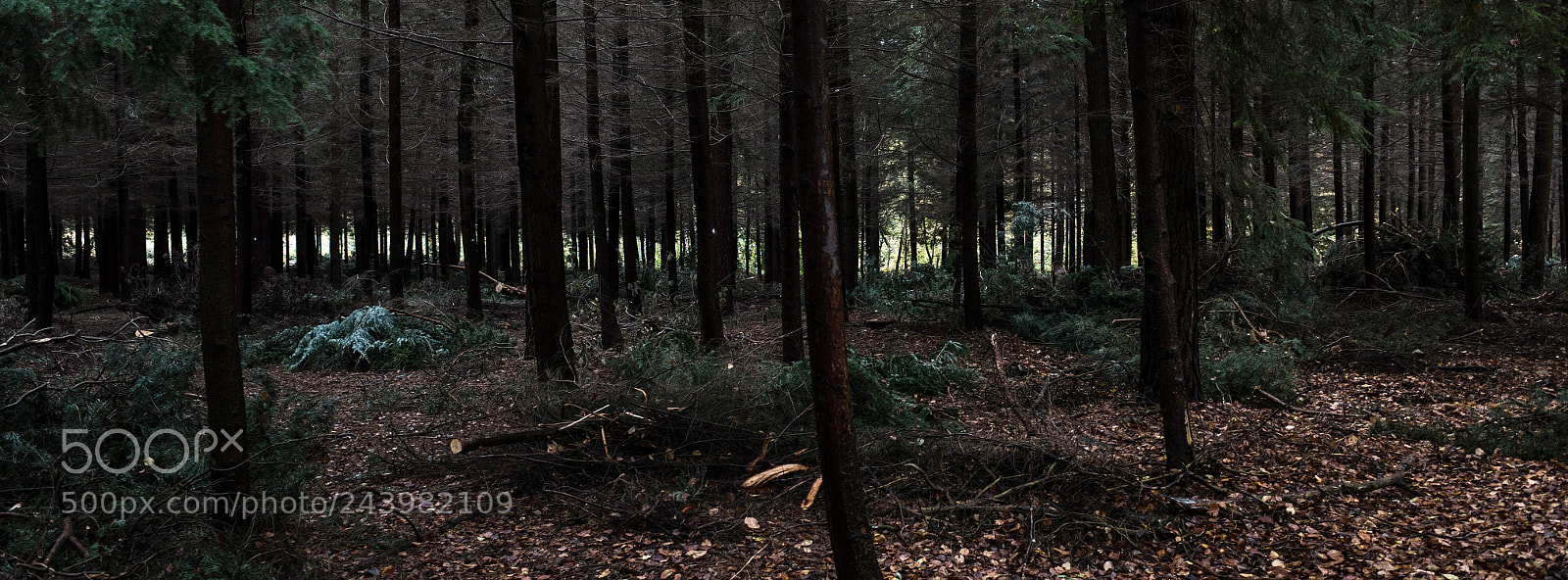 Ricoh GR II sample photo. Forest photography