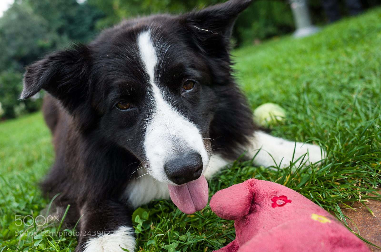 Ricoh GR II sample photo. Dog photography