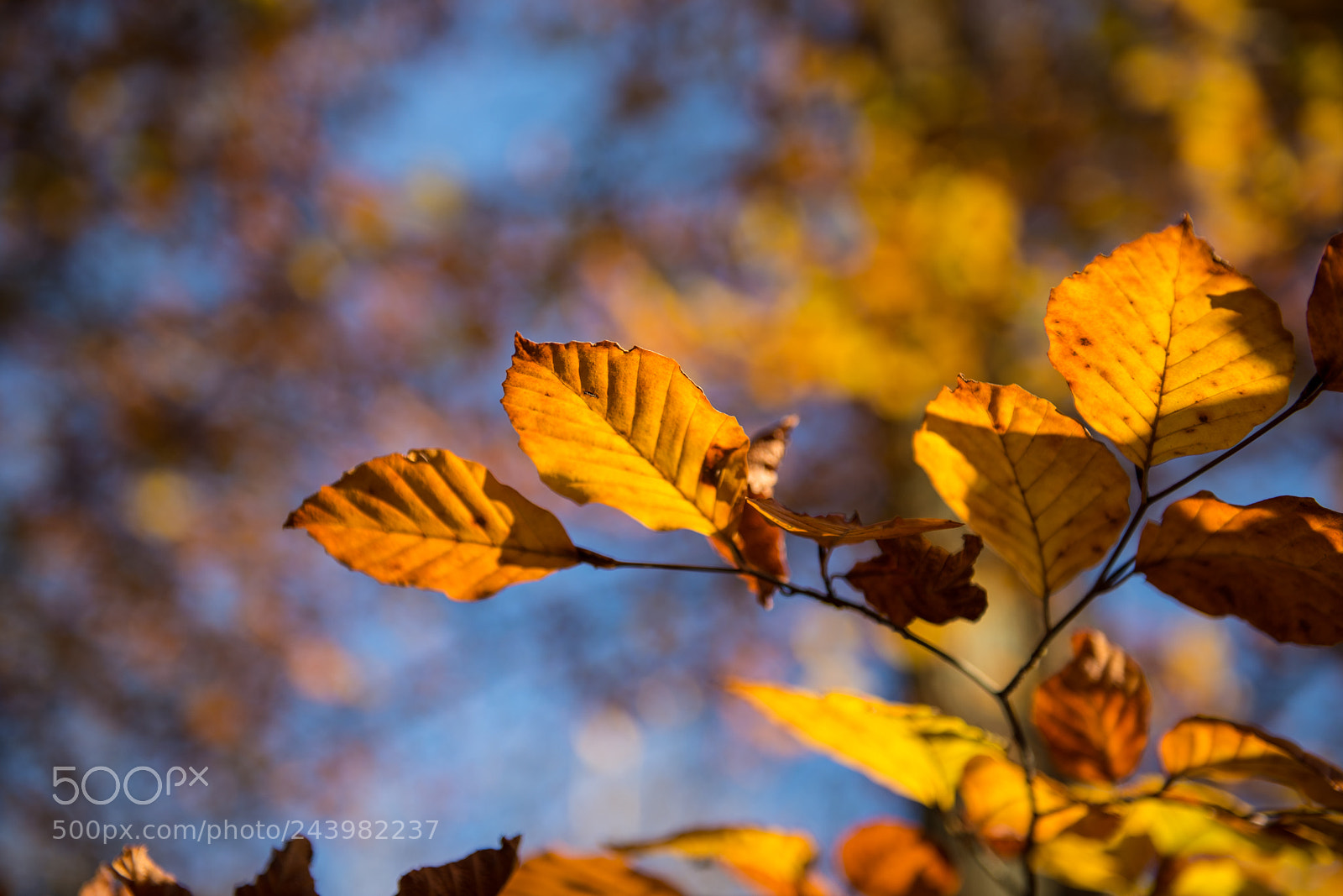 Nikon D610 sample photo. Autumn photography