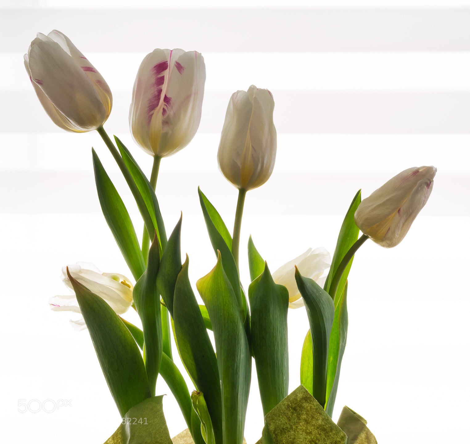 Fujifilm X-T2 sample photo. Winter tulips photography