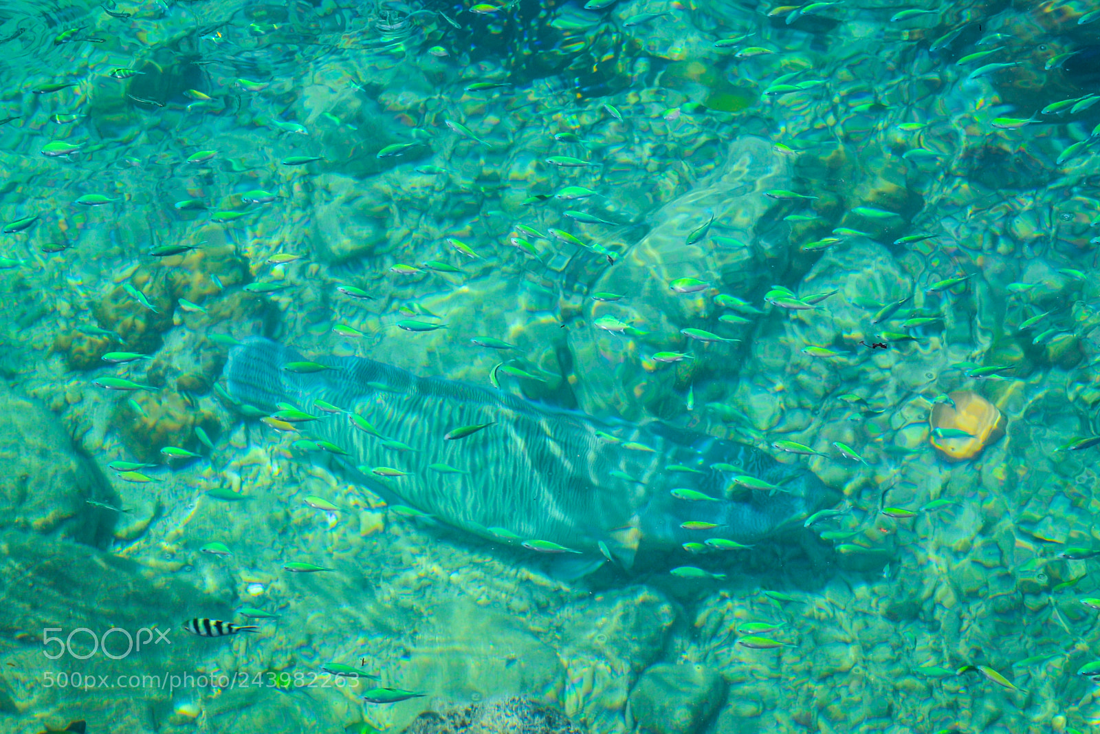 Nikon D3100 sample photo. Palau - tropical big photography