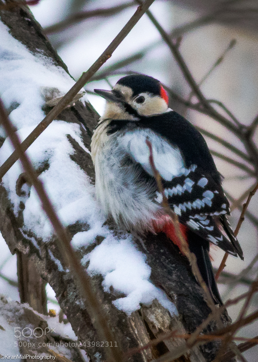 Canon EOS 7D Mark II sample photo. Great spotted woodpecker photography
