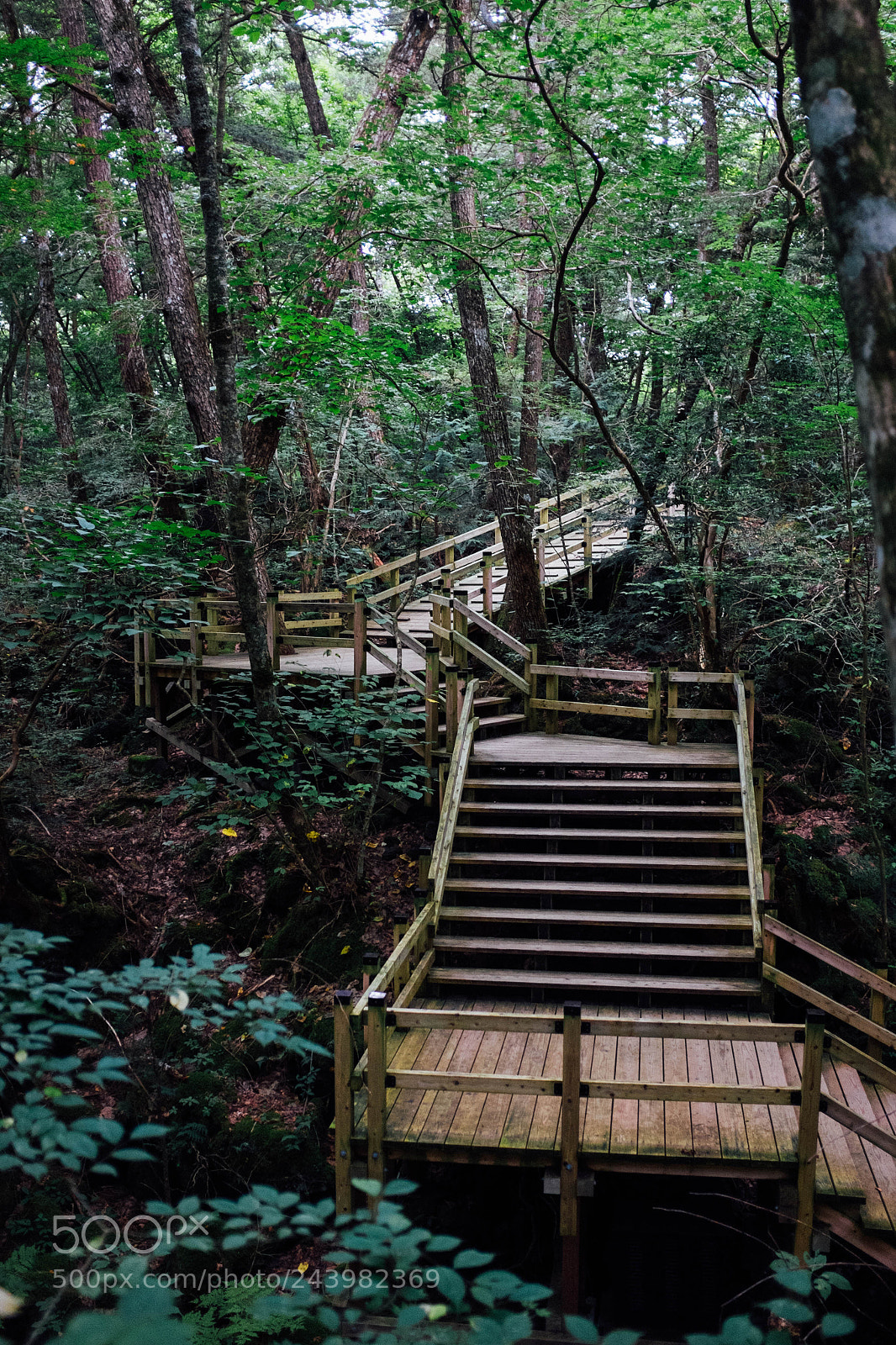 Fujifilm X100T sample photo. The forest stairs photography