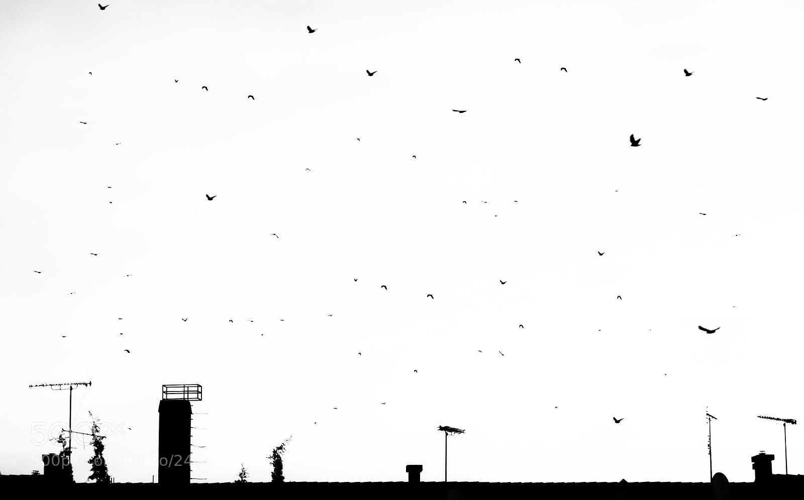 Sony Cyber-shot DSC-RX100 sample photo. Bnw photography