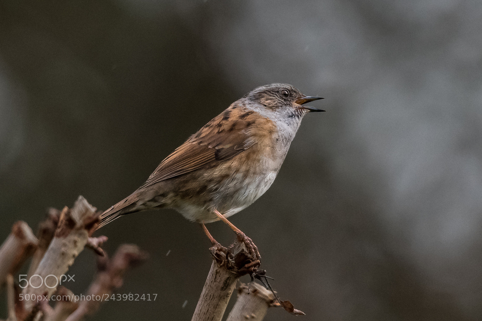 Nikon D850 sample photo. Singing in the rain! photography