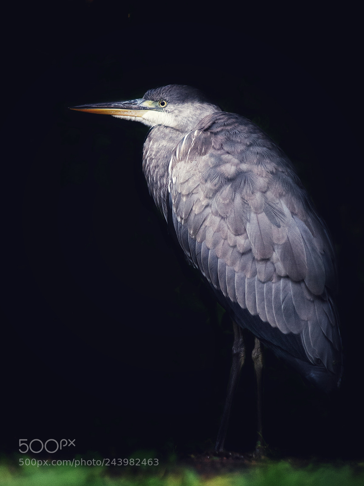 Olympus E-5 sample photo. Grey heron photography