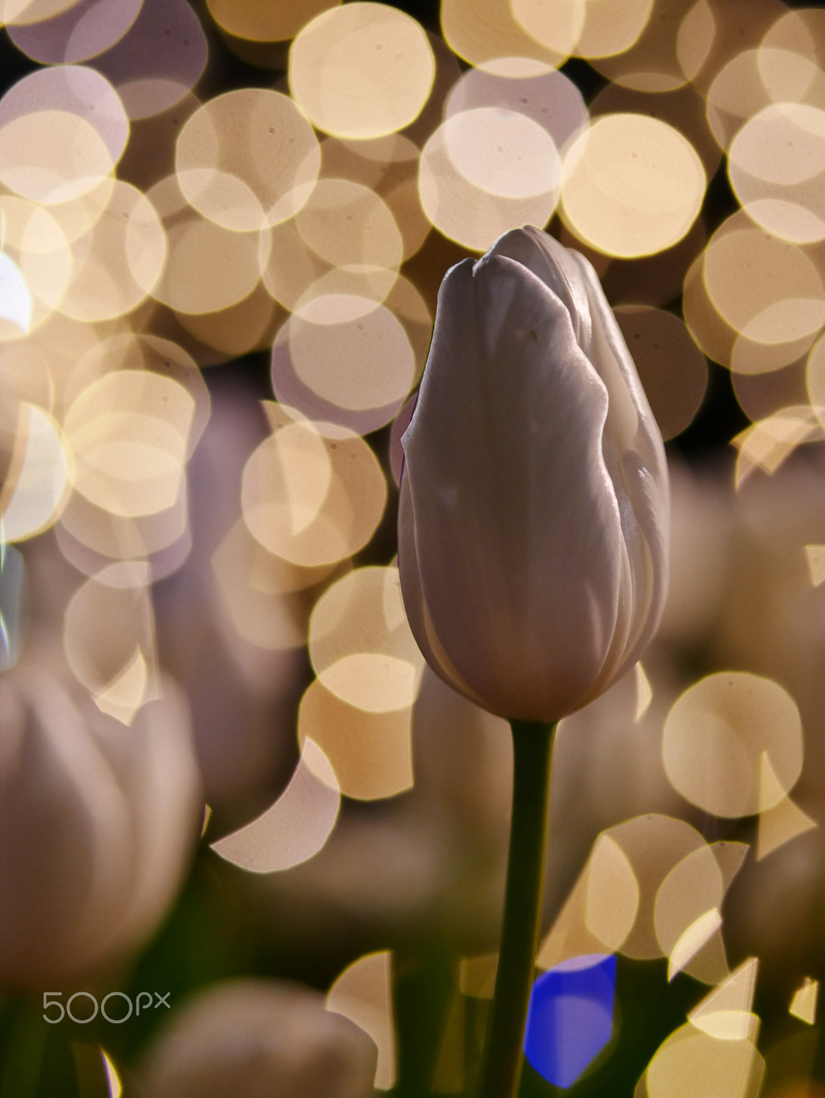 Panasonic Lumix DMC-GX85 (Lumix DMC-GX80 / Lumix DMC-GX7 Mark II) sample photo. Winter illumination photography
