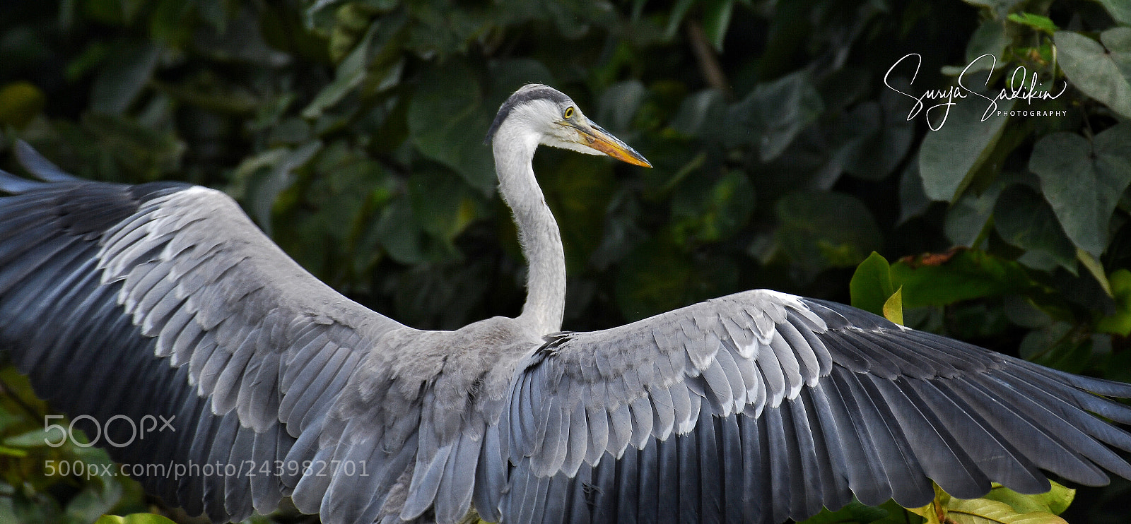 Nikon D850 sample photo. See my wings photography