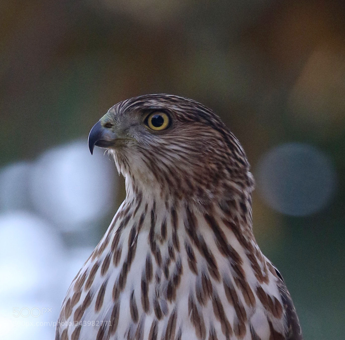 Canon EOS 7D Mark II sample photo. Hawk & roll photography