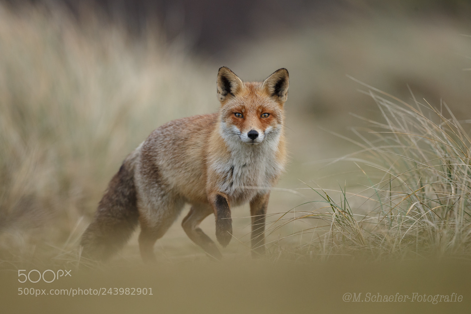 Canon EOS-1D X sample photo. Red fox photography
