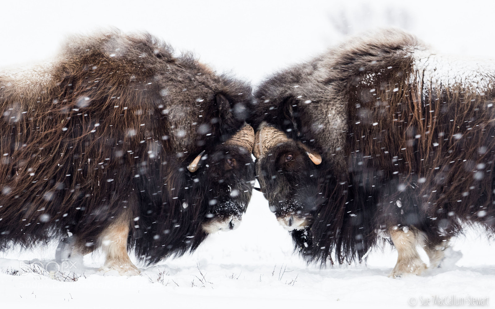 Olympus OM-D E-M1 Mark II sample photo. Sparring in dovrefjell photography