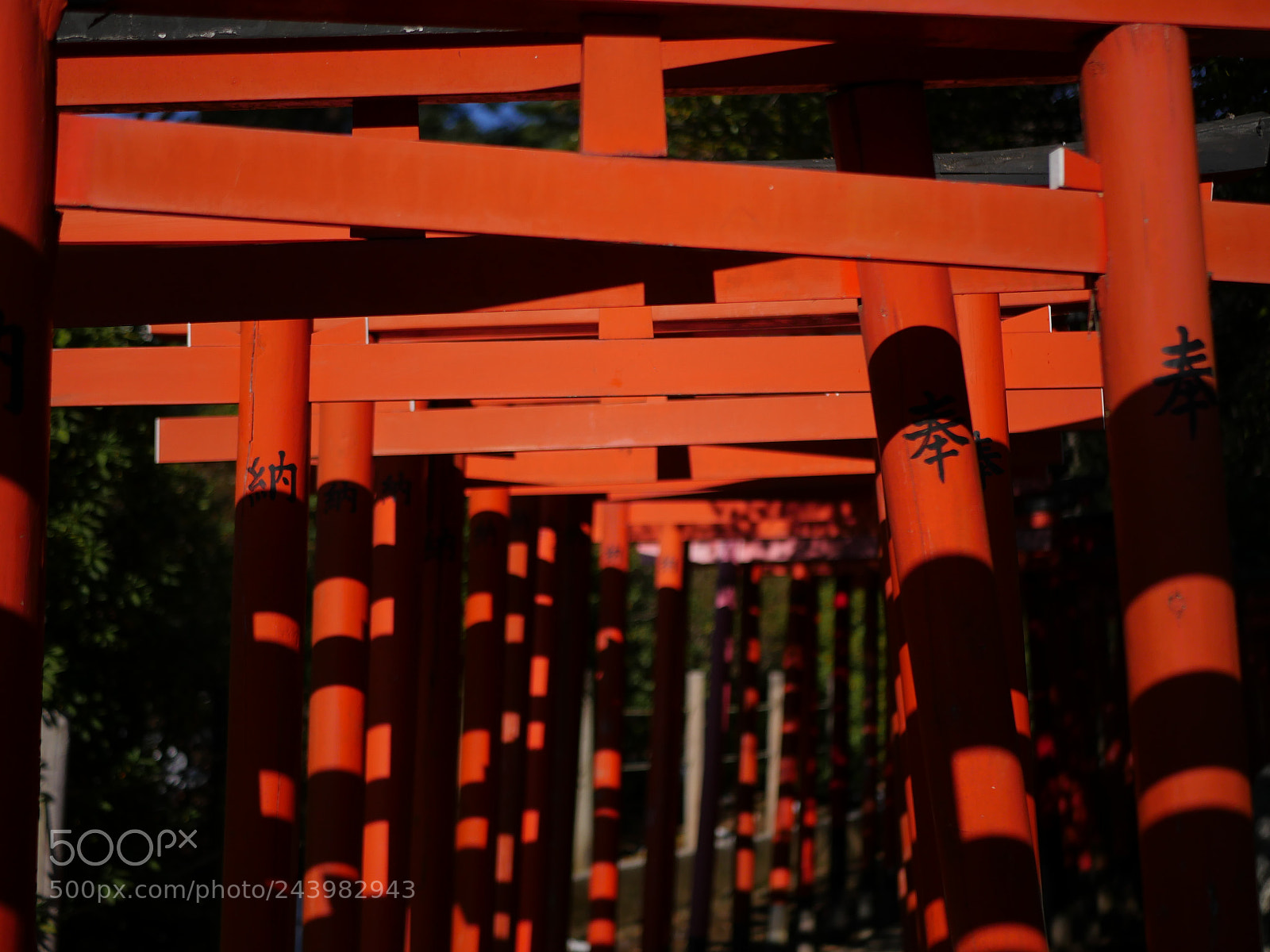 Panasonic Lumix DMC-GX8 sample photo. The path of red photography