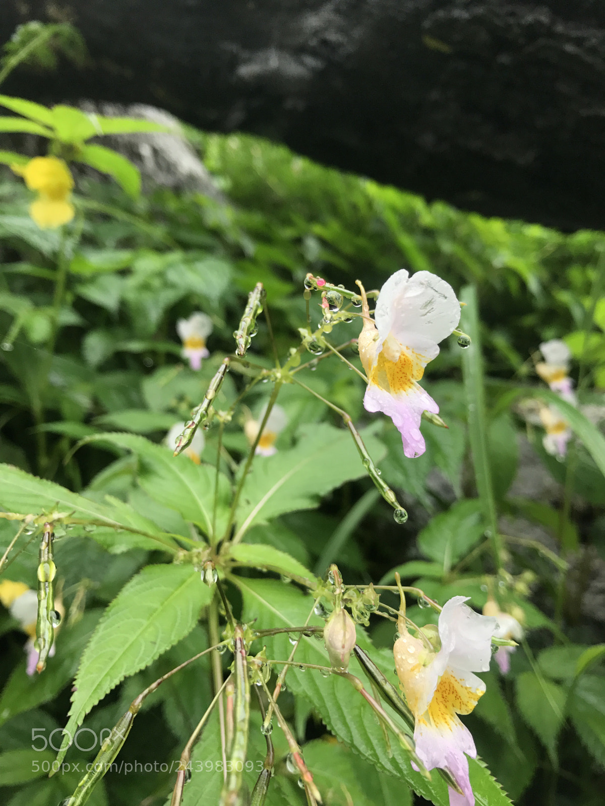 Apple iPhone 7 sample photo. Himalayan wild flowers during photography