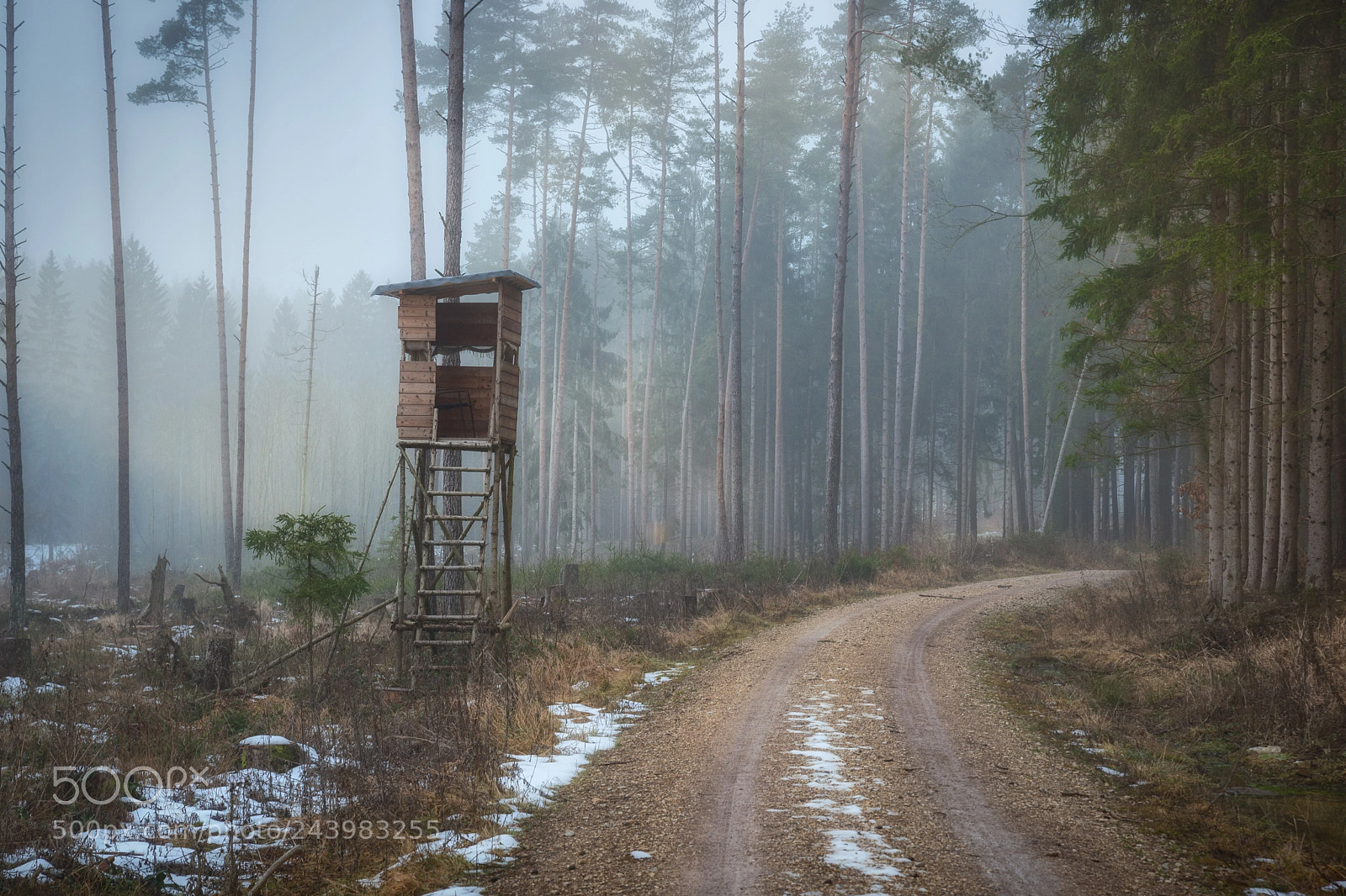 Nikon D610 sample photo. Forest road 2368 photography