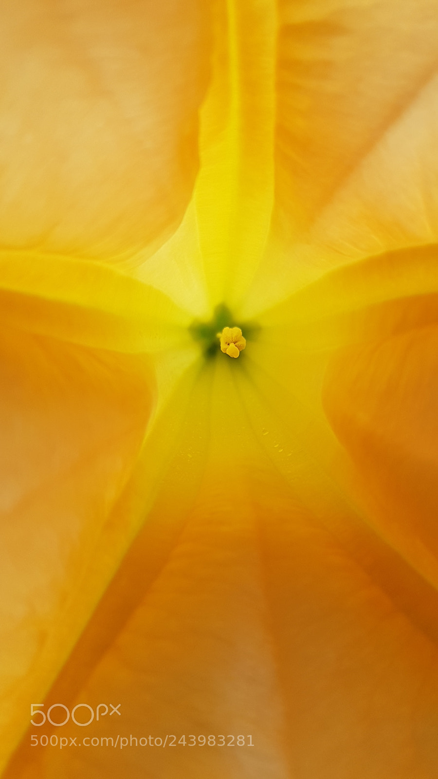 Samsung Galaxy S7 sample photo. Yellow datura photography