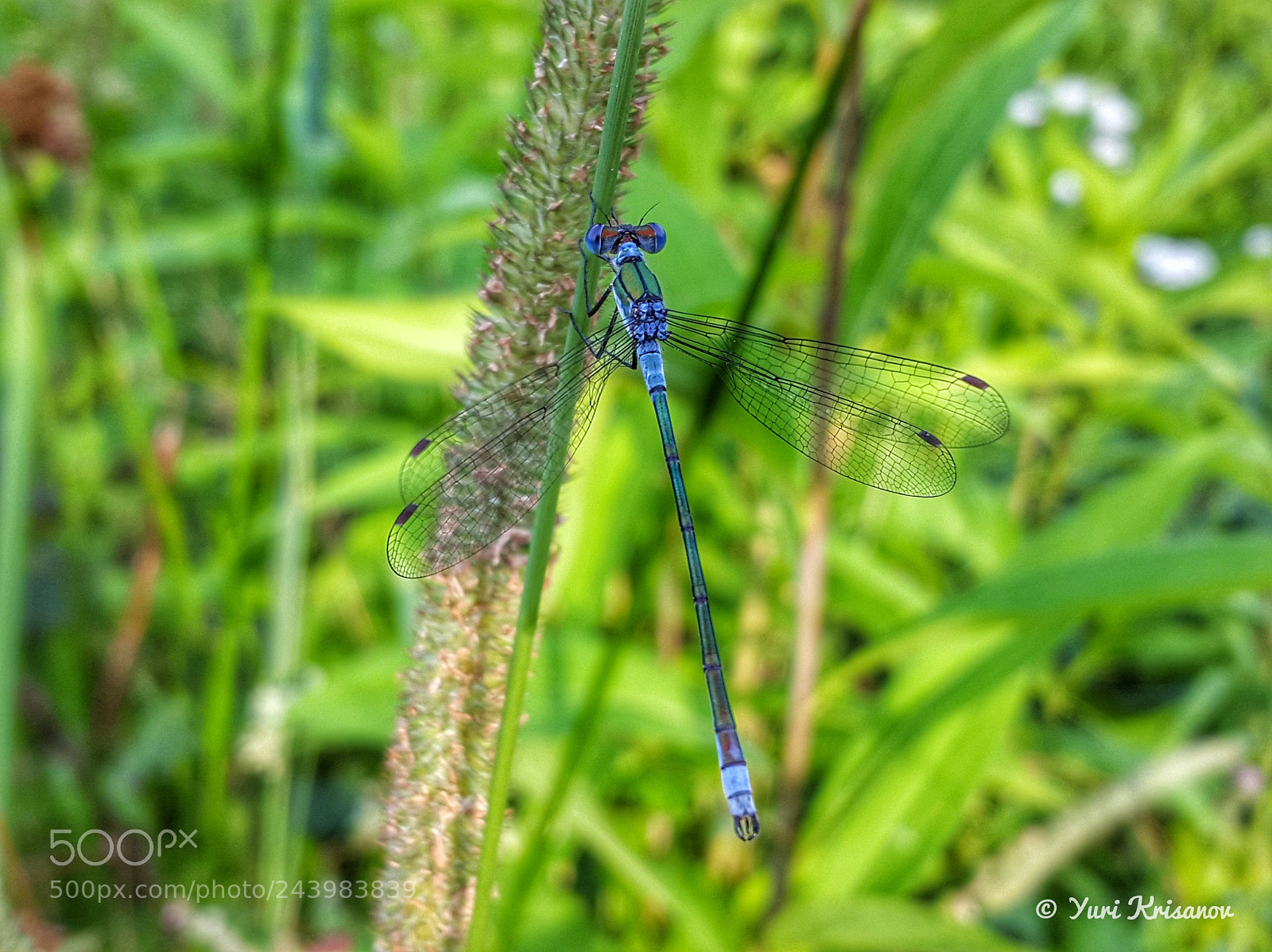 Samsung Galaxy Alpha sample photo. Lestes dryas photography