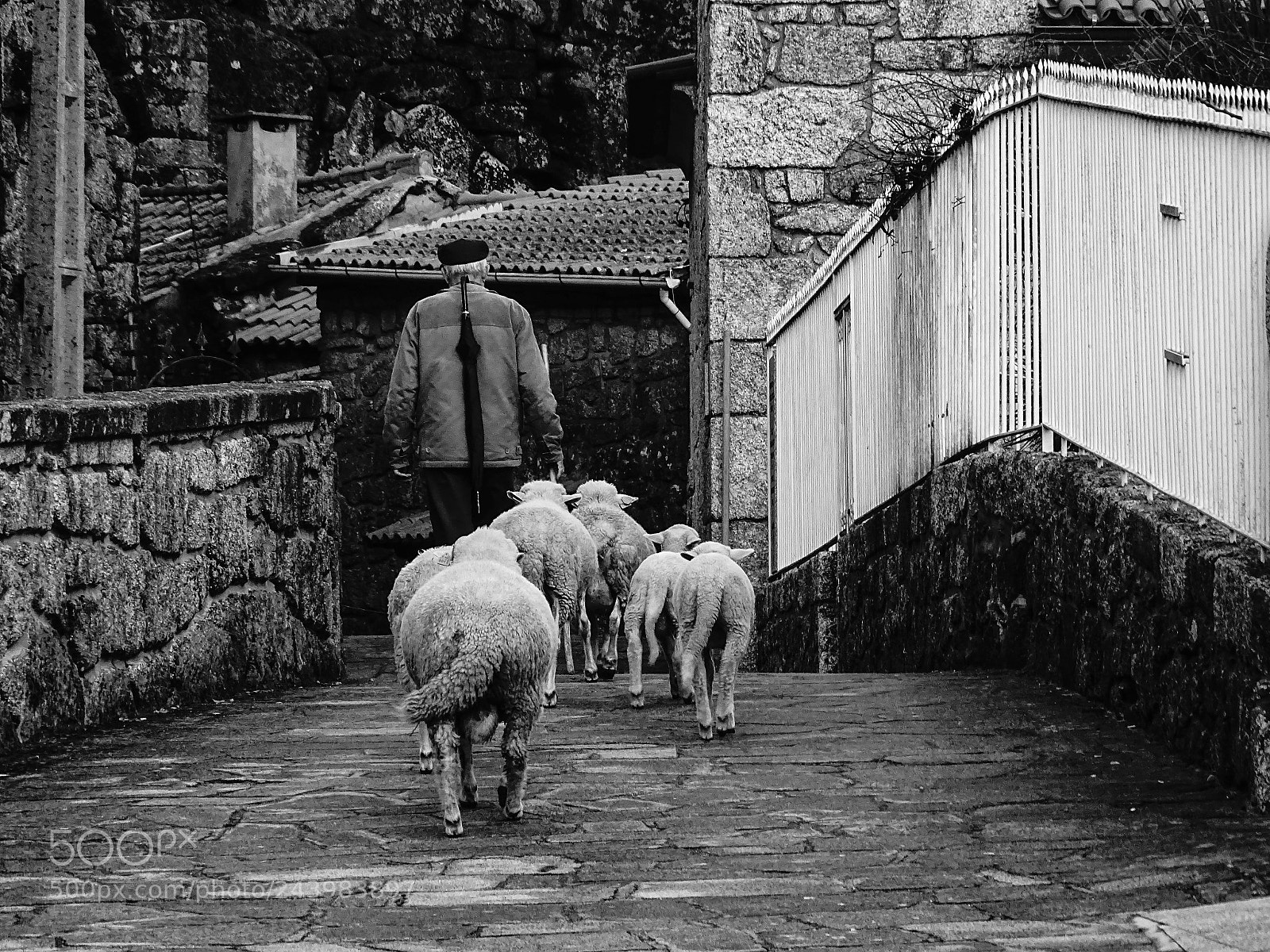 Sony Cyber-shot DSC-HX400V sample photo. The sheep keeper photography