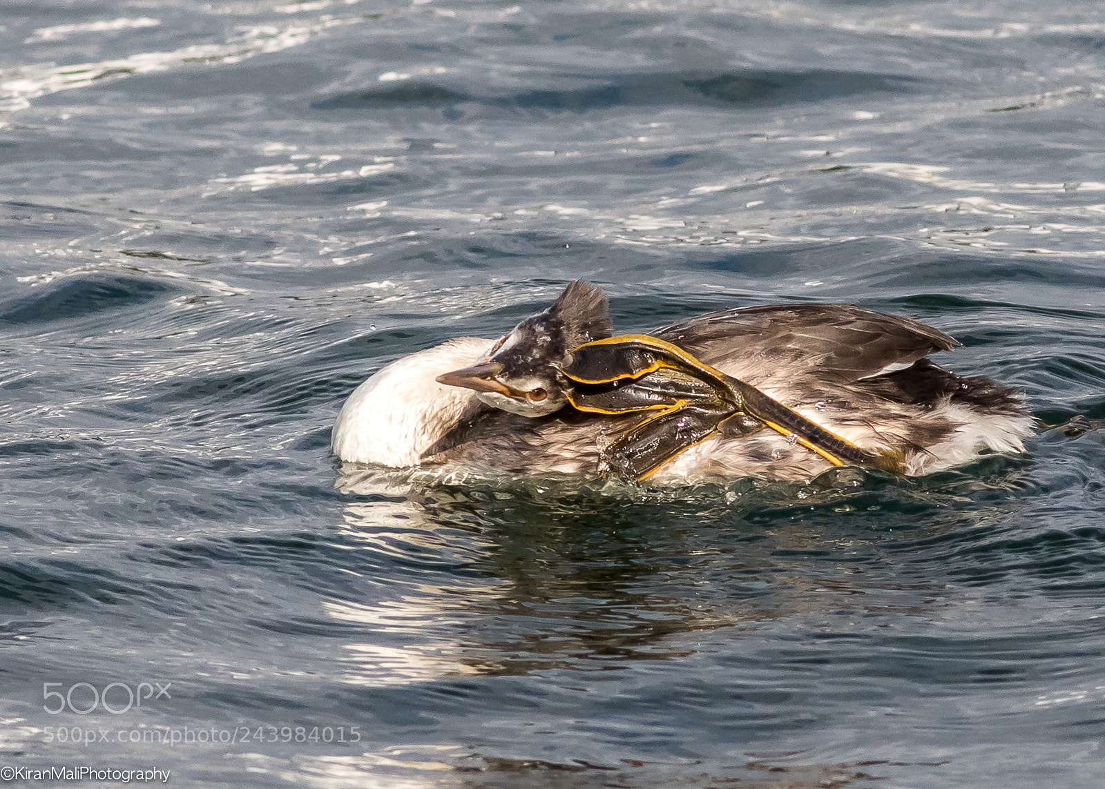 Canon EOS 7D Mark II sample photo. Crested grebe scratching photography