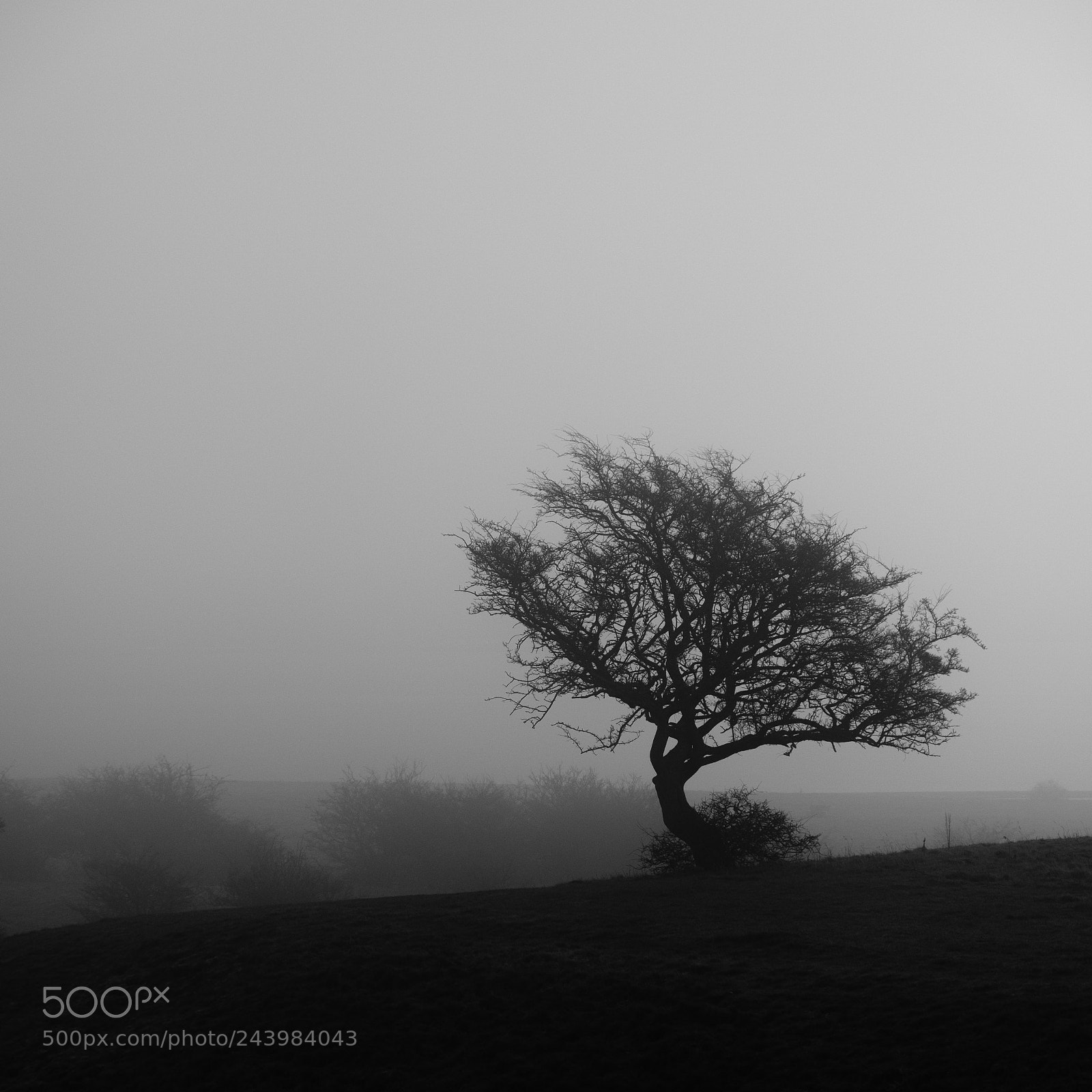 Fujifilm X-T2 sample photo. Fineart photography