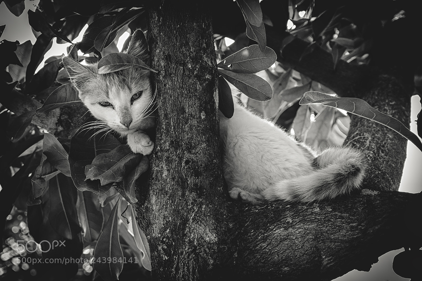 Canon EOS 700D (EOS Rebel T5i / EOS Kiss X7i) sample photo. Cat in the tree photography