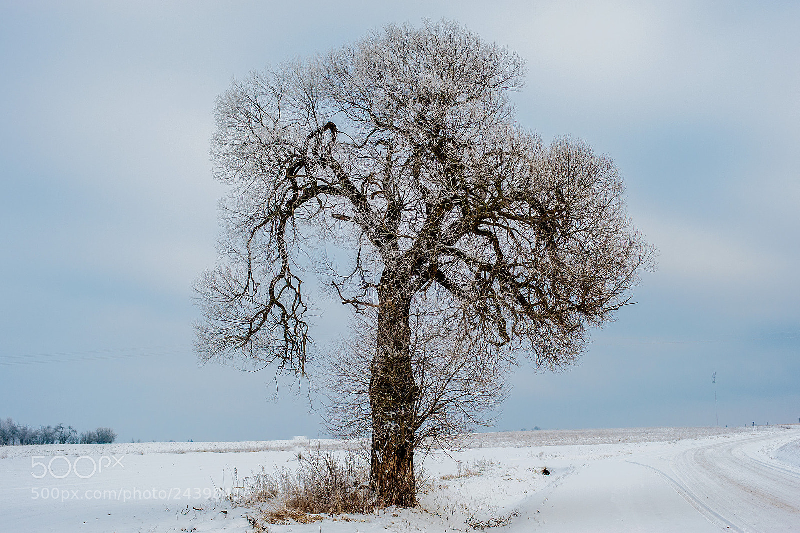 Nikon D3 sample photo. Lonely tree photography