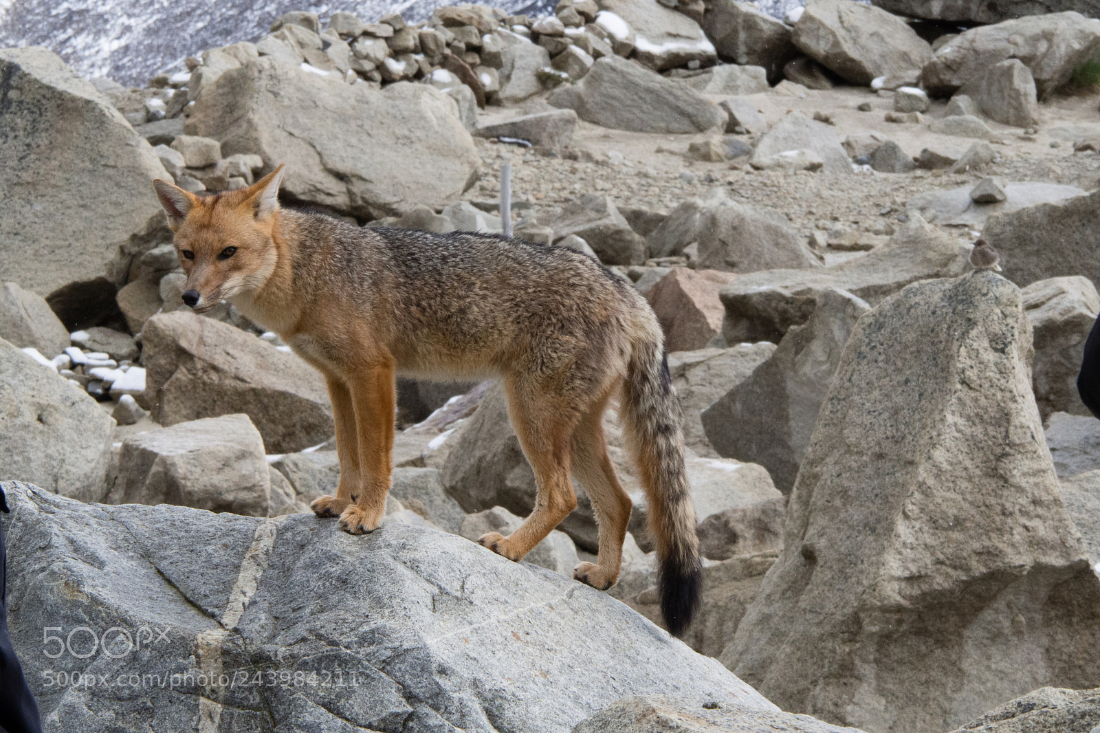 Olympus OM-D E-M10 III sample photo. Torres del paine photography
