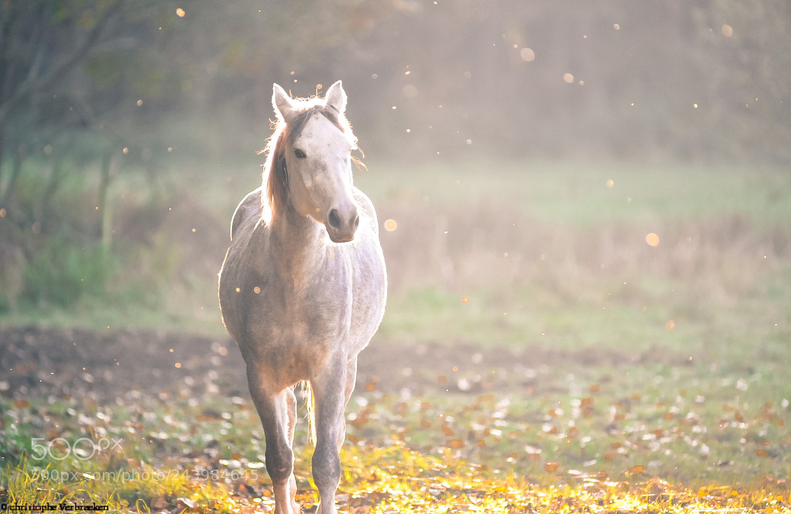 Nikon D700 sample photo. Horse photography